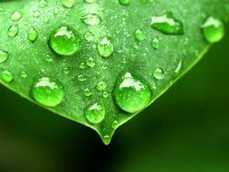 Water Drops on green Leaf macro recording