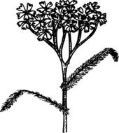 black white drawing of a wild flower on a white background