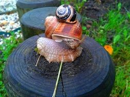small Snail on big snailâs shell