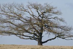 majestic lonely bare tree in the meadow