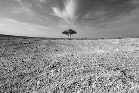 tree among desert landscape, black and white