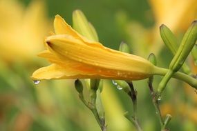 yellow lilies with buds in drops of water close-up
