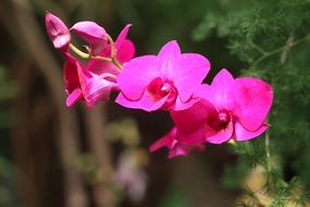 marvelous Orchid Pink Flower