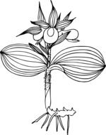 black and white graphic image of a wild flower in detail