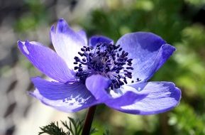 purple flower in nature close-up