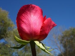 awesome Rosebud Flower