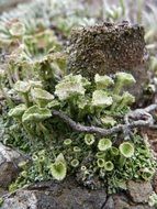 Green moss on a rock close-up