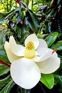 beautiful white wild orchid