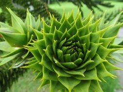 Green Zierpfanze plants