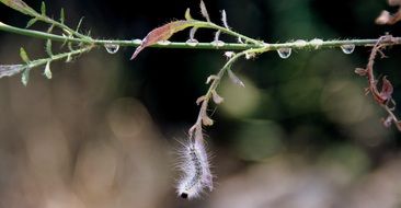 hairy Caterpillar on Millipede Plant