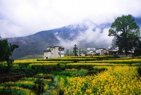 Glade with yellow flowers in China
