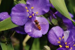 wasp sitting on a purple flower