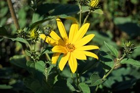summer yellow flowers with buds closeup