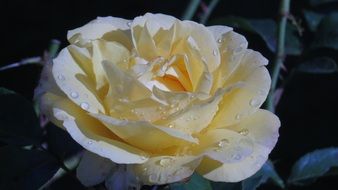 yellow rose in raindrops close up