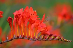 flower like flame