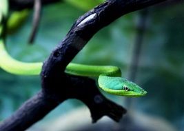 closeup view of green cobra on a branch