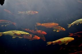 ornamental carps in muddy water