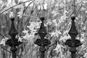 forged fence near flower plants in black and white image