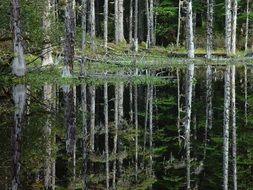 Blackwater in the pond