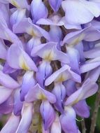 white-purple flowering of a wisteria close-up