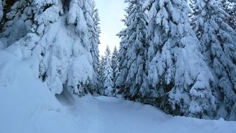 forest snowy path winter season
