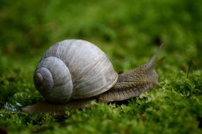 snail on green grass close-up