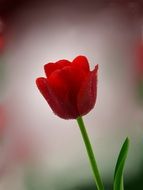 red tulip in water droplets