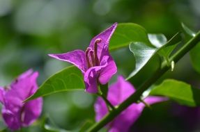 bright purple bougainvillea in the sun