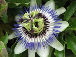 blue passionflower close up