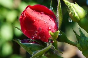 fascinating Rose