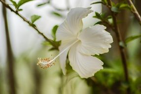 stunningly beautiful White Hibiscus