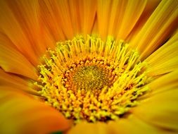 closeup of a yellow gerbera flower