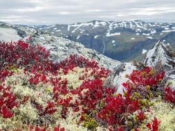 beautiful flora of the alpine mountains