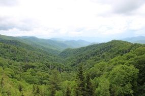 mountains in thickets of green forests