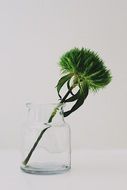 green inflorescence of Sweet William in glass jar