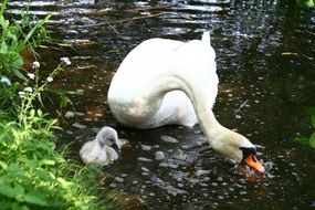 swan with a cub on the lake in the wild