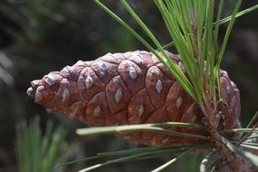 brown pine cone on a branch