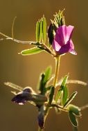 purple vetch bud