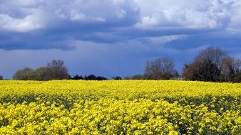 sky with storm clouds over yellow rapeseed field