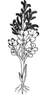 black and white graphic representation of a branch of a wild plant