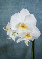 white orchid in the room