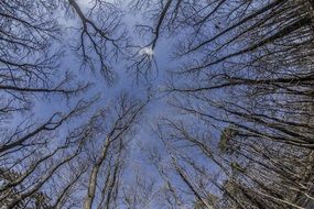 trees in the forest as a blue eye