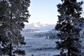 panorama of a winter landscape through the trees