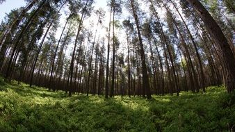 Fisheye photo Forest