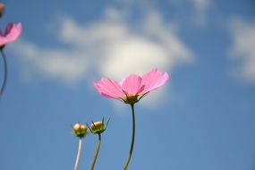 pink cosmea flowers in summer