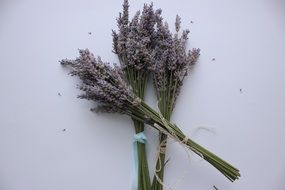 lavender for aromatherapy