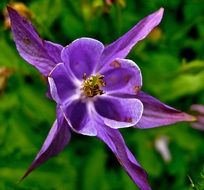 fascinating Lilac