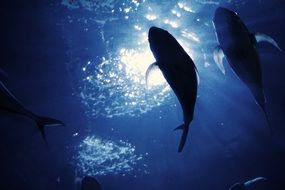 fish silhouettes in blue water