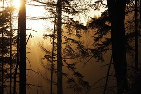 Tress in the mist in the forest with colorful light