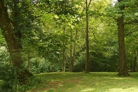 grove of green trees for relaxation